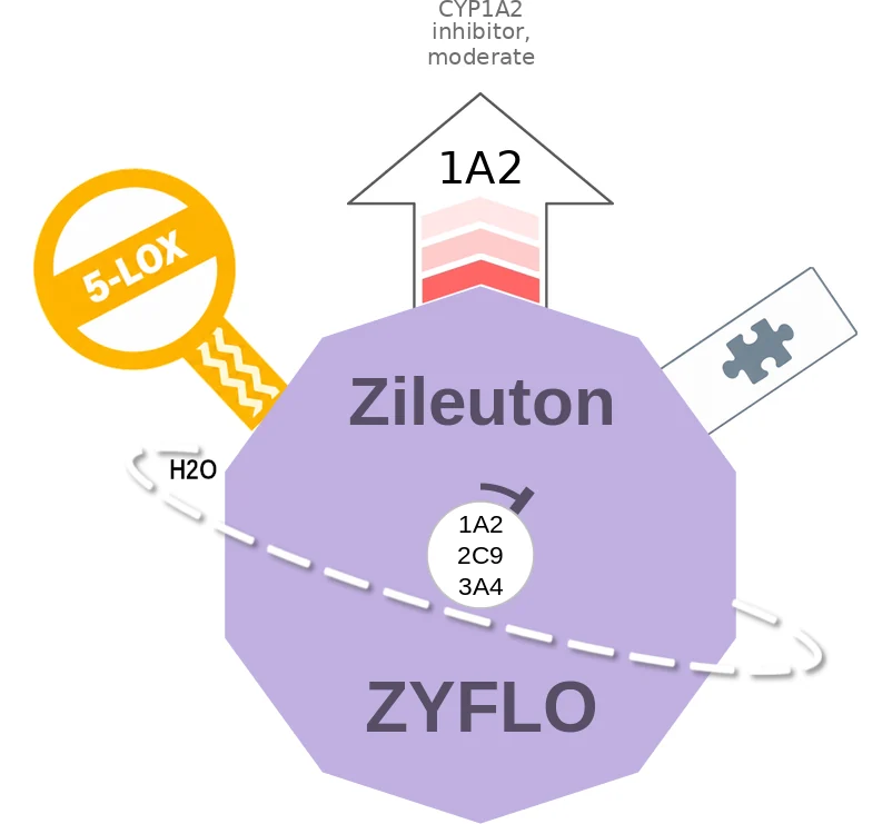 Zileuton ballicule: receptor binding, kinetics and half-life diagram