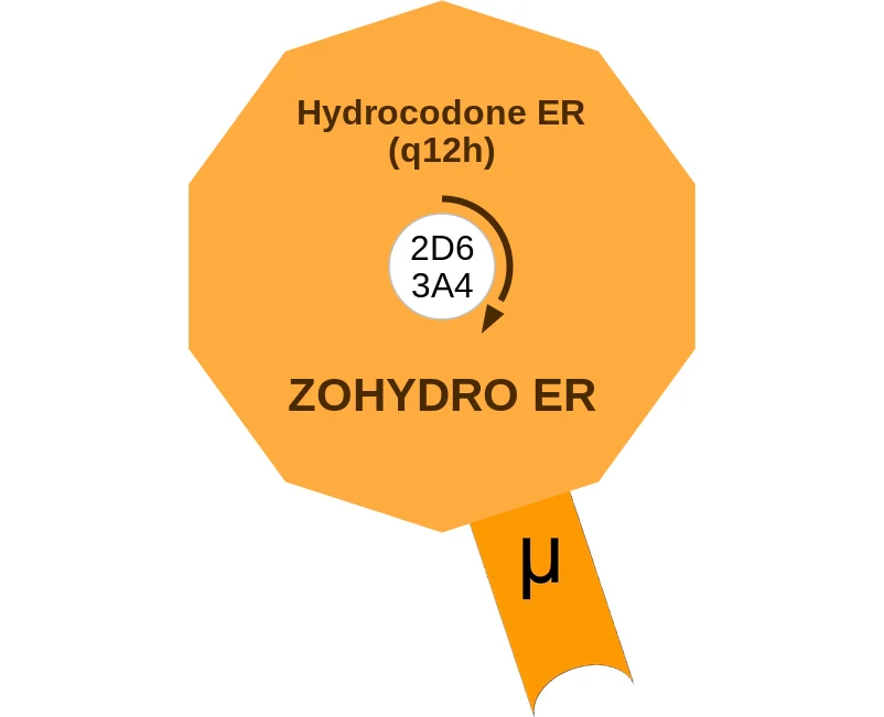 Hydrocodone ER (q12h) ballicule: receptor binding, kinetics and half-life diagram