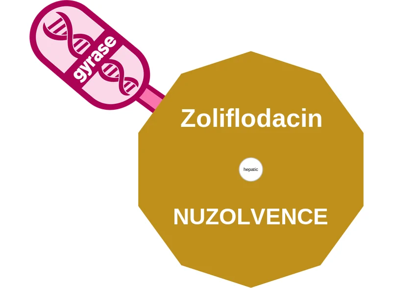 Zoliflodacin ballicule: receptor binding, kinetics and half-life diagram