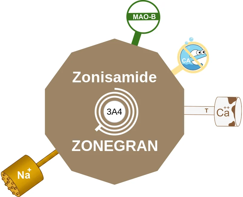 Zonisamide ballicule: receptor binding, kinetics and half-life diagram