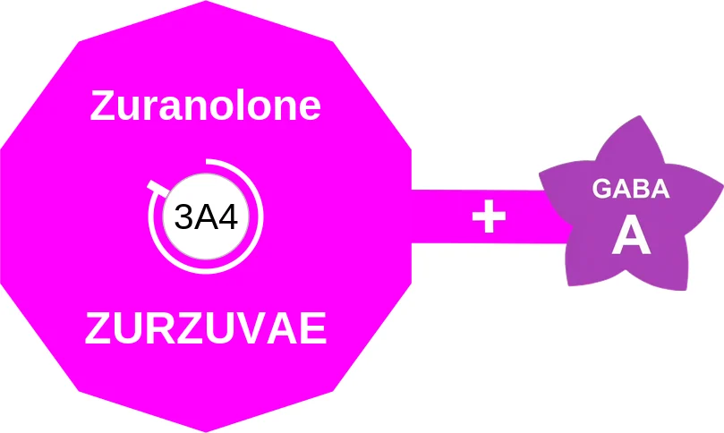 Zuranolone ballicule: receptor binding, kinetics and half-life diagram