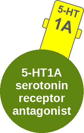 5-HT1A serotonin receptor antagonist — mechanism peg (Ballicules)