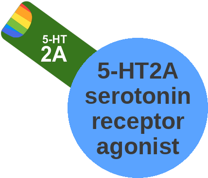 5-HT2A serotonin receptor agonist — mechanism peg (Ballicules)
