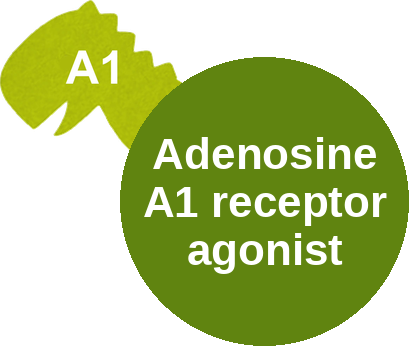 Adenosine A1 receptor agonist — mechanism peg (Ballicules)