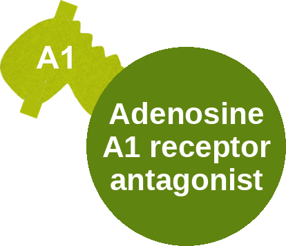 Adenosine A1 receptor antagonist — mechanism peg (Ballicules)