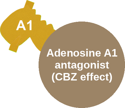 Adenosine A1 receptor antagonist (carbamazepine effect) — mechanism peg (Ballicules)