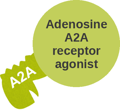 Adenosine A2A receptor agonist — mechanism peg (Ballicules)