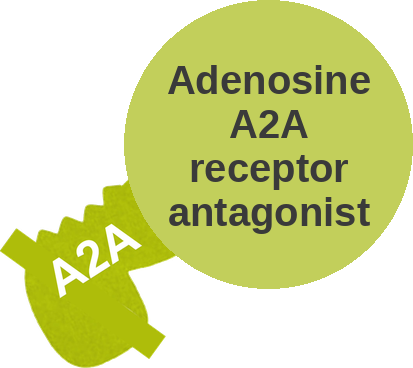 Adenosine A2A receptor antagonist — mechanism peg (Ballicules)