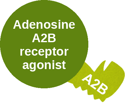 Adenosine A2B receptor agonist — mechanism peg (Ballicules)