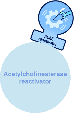 Acetylcholinesterase reactivator — mechanism peg (Ballicules)