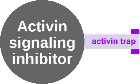 Activin ligand trap — mechanism peg (Ballicules)