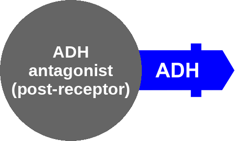 ADH antagonist (post-receptor; not a vaptan) — mechanism peg (Ballicules)