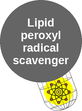 Lipid peroxyl radical scavenger (chain-breaking antioxidant) — mechanism peg (Ballicules)