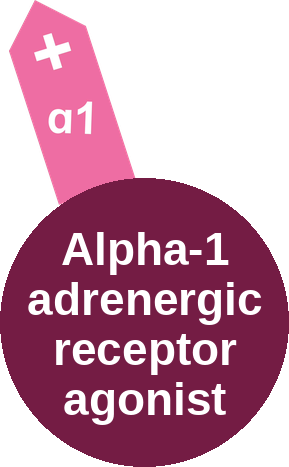 Alpha-1 adrenergic receptor agonist — mechanism peg (Ballicules)