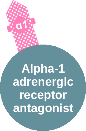 Alpha-1 adrenergic receptor antagonist — mechanism peg (Ballicules)