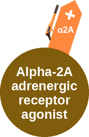 Alpha-2A adrenergic receptor agonist — mechanism peg (Ballicules)