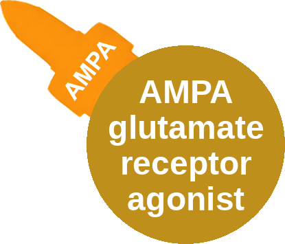 AMPA glutamate receptor agonist — mechanism peg (Ballicules)