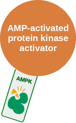 AMP-activated protein kinase activator — mechanism peg (Ballicules)
