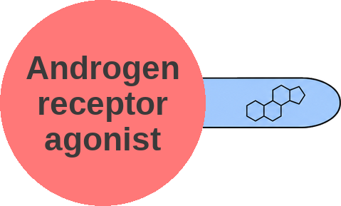 Androgen receptor agonist — mechanism peg (Ballicules)