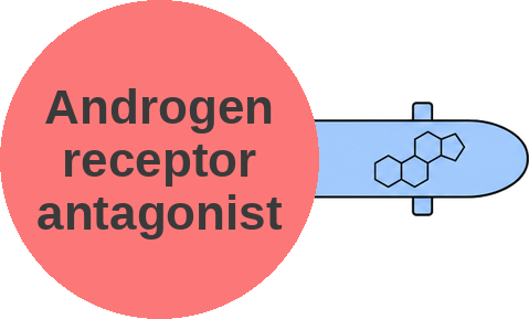 Androgen receptor antagonist — mechanism peg (Ballicules)
