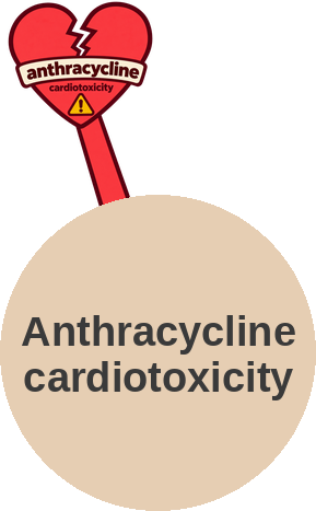 Anthracycline cardiotoxicity — mechanism peg (Ballicules)