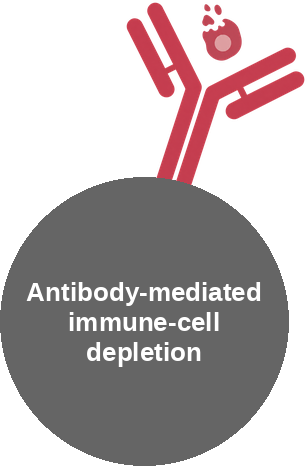 Antibody-mediated immune-cell depletion — mechanism peg (Ballicules)