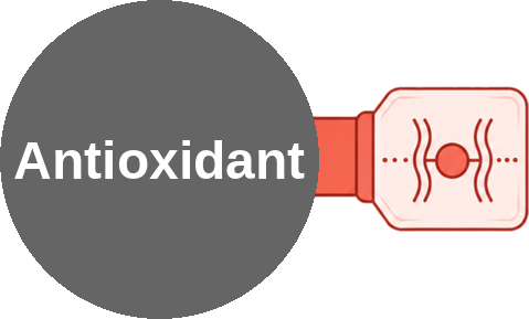 Antioxidant — mechanism peg (Ballicules)