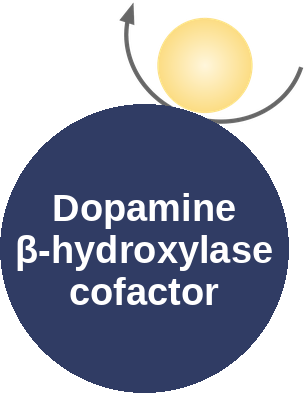 Dopamine β-hydroxylase cofactor — mechanism peg (Ballicules)