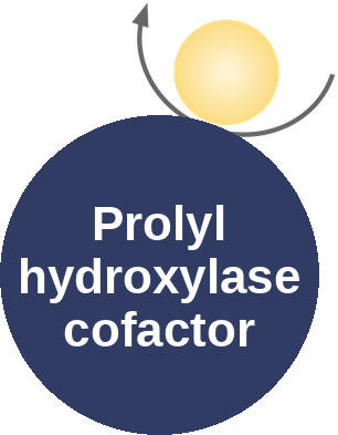 Prolyl hydroxylase cofactor — mechanism peg (Ballicules)