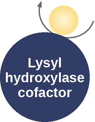 Lysyl hydroxylase cofactor — mechanism peg (Ballicules)