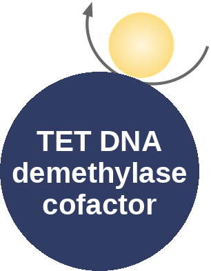 TET DNA demethylase cofactor — mechanism peg (Ballicules)
