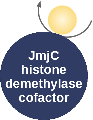 JmjC histone demethylase cofactor — mechanism peg (Ballicules)