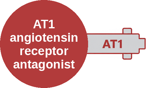 AT1 angiotensin receptor antagonist — mechanism peg (Ballicules)