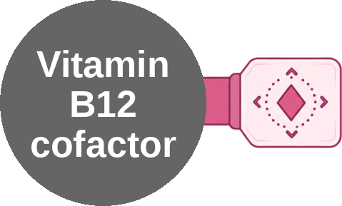 Vitamin B12 cofactor — mechanism peg (Ballicules)
