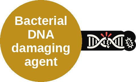 Bacterial DNA damaging agent — mechanism peg (Ballicules)