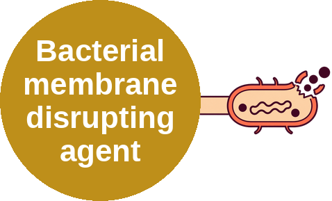 Bacterial membrane disrupting agent — mechanism peg (Ballicules)