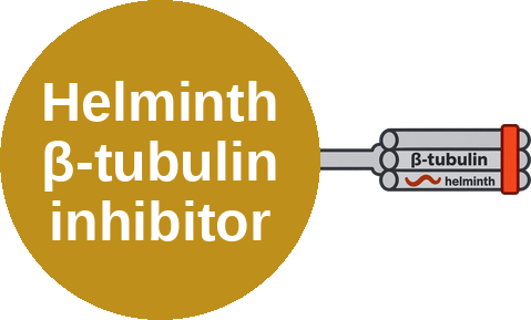 Helminth β-tubulin polymerization inhibitor — mechanism peg (Ballicules)