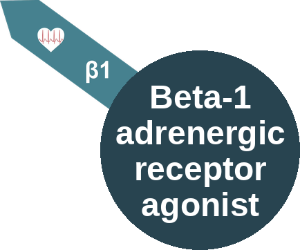 Beta-1 adrenergic receptor agonist — mechanism peg (Ballicules)
