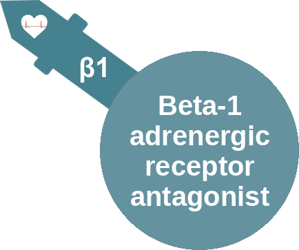 Beta-1 adrenergic receptor antagonist — mechanism peg (Ballicules)