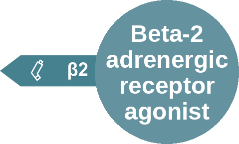 Beta-2 adrenergic receptor agonist — mechanism peg (Ballicules)