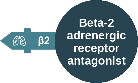 Beta-2 adrenergic receptor antagonist — mechanism peg (Ballicules)