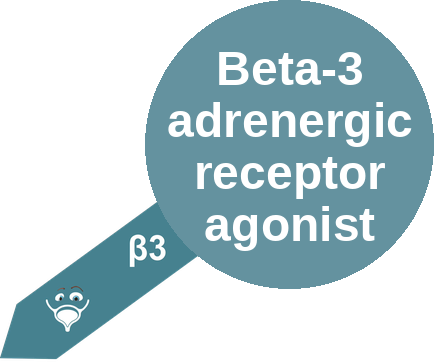 Beta-3 adrenergic receptor agonist — mechanism peg (Ballicules)