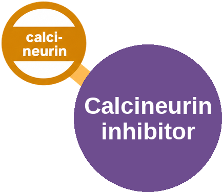 Calcineurin inhibitor — mechanism peg (Ballicules)