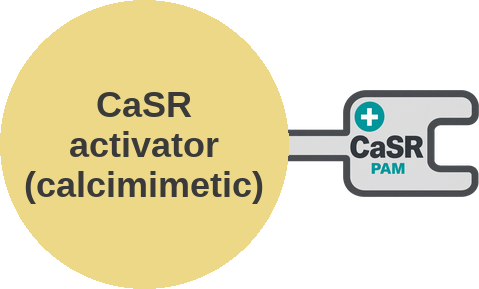 Calcium-sensing receptor (CaSR) activator — agonist or calcimimetic — mechanism peg (Ballicules)
