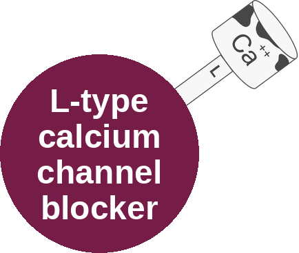 L-type calcium channel blocker — mechanism peg (Ballicules)