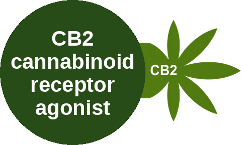CB2 cannabinoid receptor agonist — mechanism peg (Ballicules)