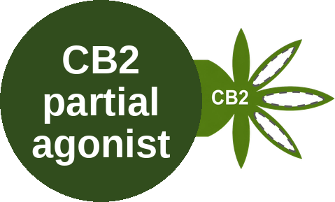 Cannabinoid CB2 receptor partial agonist — mechanism peg (Ballicules)