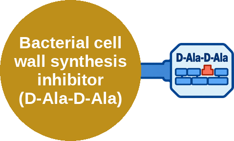 Bacterial cell wall synthesis inhibitor (D-Ala-D-Ala) — mechanism peg (Ballicules)