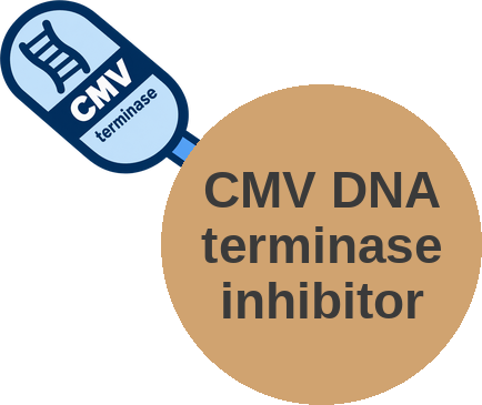 CMV DNA terminase inhibitor — mechanism peg (Ballicules)