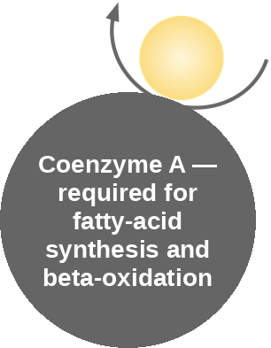 Coenzyme A: fatty-acid metabolism — mechanism peg (Ballicules)